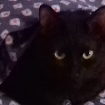 Photo n°1 de l'avis de Leonardo.a fait le 21/02/2018 à 13:12 sur le  Bar Sobe à Piane di Montegiorgio