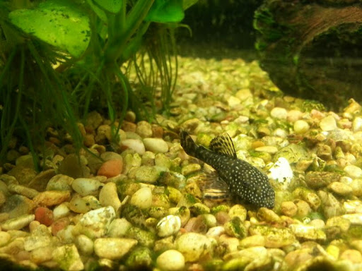 Tropical Fish Store «Tropical Pet Oasis», reviews and photos, 10218 Progress Ln, Parker, CO 80134, USA