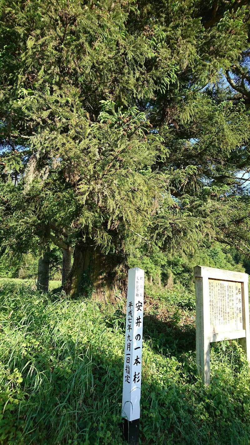 名木百選 安井の一本杉