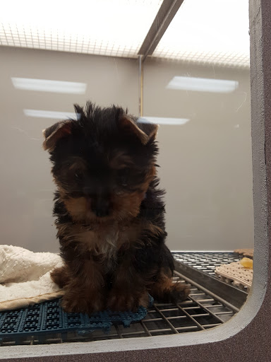 Pet Store «The Pet Pad», reviews and photos, 1239 NW Maynard Rd, Cary, NC 27513, USA