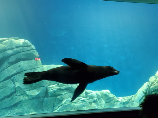 Tourist Attraction «OdySea Mirror Maze», reviews and photos, 9500 East Vía de Ventura #200, Scottsdale, AZ 85256, USA