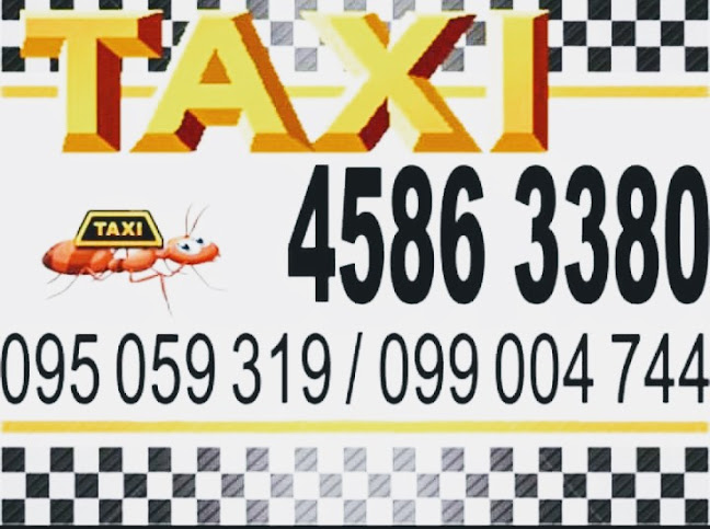 Parada De TAXI - Servicio de taxis