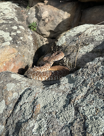 So-Cal Rattlesnake Removal - Photo 3 - Car repair in , San Diego