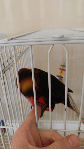 Bird Shop «BirdFarm Superstore», reviews and photos, 6360 Suncoast Parkway, Homosassa, FL 34446, USA