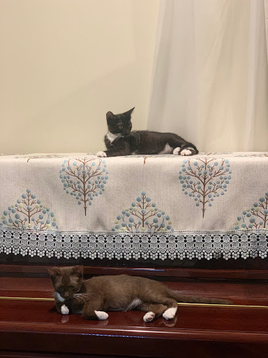 Pet Supply Store «PetSmart», reviews and photos, 745 W Huntington Dr, Monrovia, CA 91016, USA