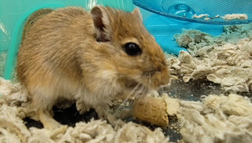 Pet Supply Store «Petco Animal Supplies», reviews and photos, 1009 E Commercial Blvd, Oakland Park, FL 33334, USA