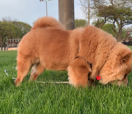 Pet Supply Store «PetSmart», reviews and photos, 24 Countryside Plaza, Countryside, IL 60525, USA