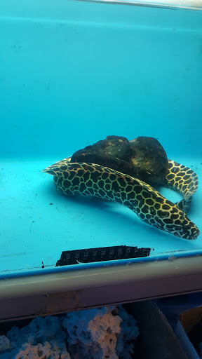 Pet Supply Store «Aquariums and Reptiles», reviews and photos, 11400 S Cleveland Ave, Fort Myers, FL 33907, USA