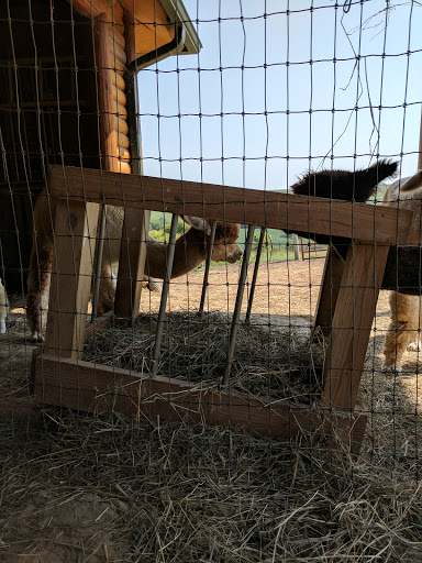 Boutique «Alpacas of the Heartland LLC», reviews and photos, 7016 County Rd 39, Fort Calhoun, NE 68023, USA