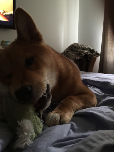 Pet Supply Store «Petco Animal Supplies», reviews and photos, 12014 SW 88th St, Miami, FL 33186, USA