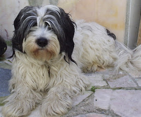 Centro Veterinário Sintra - Hospital Veterinário