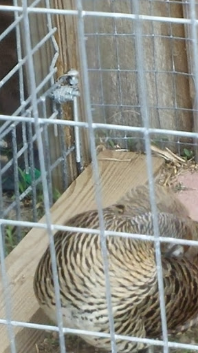 Zoo «Florida International Teaching Zoo», reviews and photos, 7725 FL-48, Bushnell, FL 33513, USA