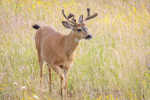 Park «Powell Butte Nature Park», reviews and photos, 16160 SE Powell Blvd, Portland, OR 97236, USA