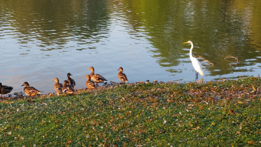 Park «Prairie Park», reviews and photos, 431 Knollwood Dr, Barrington, IL 60010, USA