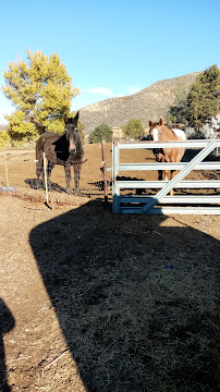 Love Em and Leave Em Pet Sitting - Photo 3 - Car repair in Canyon Lake, CA, Moreno Valley