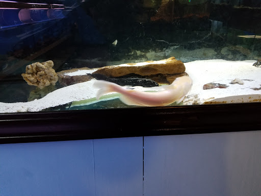 Tropical Fish Store «Aquatics & Exotics», reviews and photos, 7513 Hamilton Ave, Cincinnati, OH 45231, USA