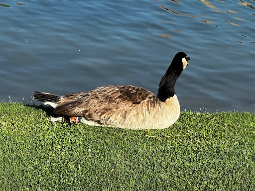 Golf Course «Westbrook Village Golf Club Lakes Course», reviews and photos, 19260 N Westbrook Pkwy, Peoria, AZ 85382, USA