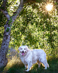 Kathleen Vesterby Photography - Photo 9 - Car repair in , Olympia
