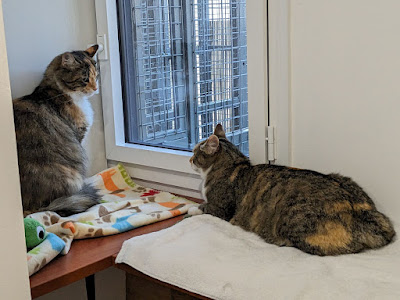 Pension Féline La Clé'O Chats à Fontaine