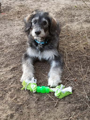 Pet Store «Pet City Pet Shops», reviews and photos, 750 Citadel Dr N # 2092, Colorado Springs, CO 80909, USA