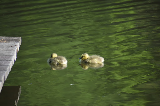 Nature Preserve «Cincinnati Nature Center», reviews and photos, 4949 Tealtown Rd, Milford, OH 45150, USA