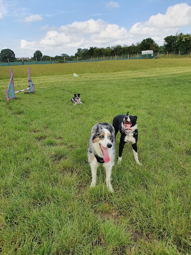 Ryecroft Meadow Dog Walking Field - Wrexham