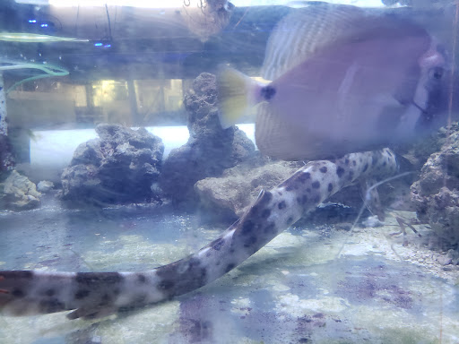 Tropical Fish Store «The Fish Store», reviews and photos, 2050 Chamblee Tucker Rd, Chamblee, GA 30341, USA