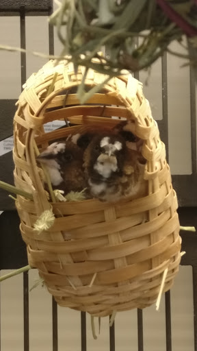 Pet Supply Store «PetSmart», reviews and photos, 4485 24th Ave, Fort Gratiot Twp, MI 48059, USA