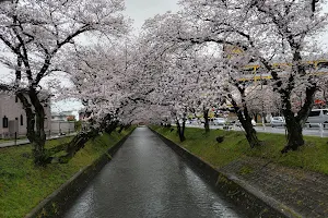 Gojo River Sakura-namiki Cherry Tree Lined Path image
