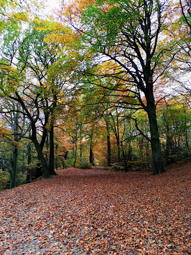 Wath Wood