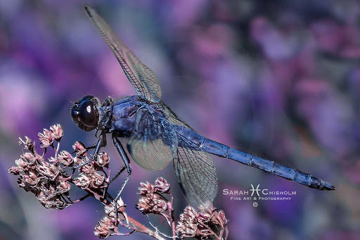 Tattoo Shop «Infamous Tattoos», reviews and photos, 5330 Old National Hwy, College Park, GA 30349, USA