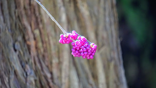 Non-Profit Organization «Westcave Outdoor Discovery Center», reviews and photos, 24814 Hamilton Pool Rd, Round Mountain, TX 78663, USA