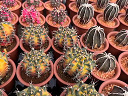Craft cactus factory