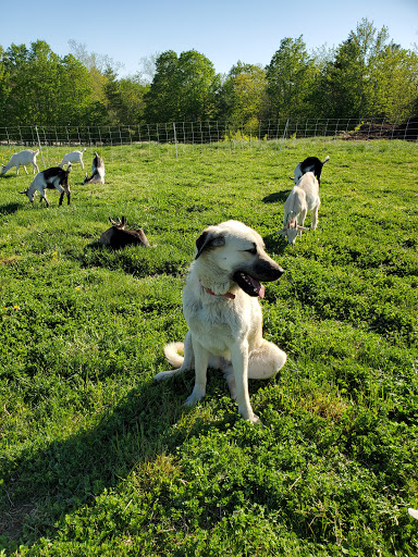 Abraham’s Goat Farm & Creamery