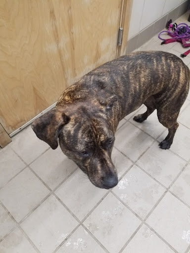 Pet Supply Store «Pet Supplies Plus», reviews and photos, 375 Paterson Ave #105, Wallington, NJ 07057, USA