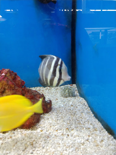 Pet Supply Store «Petco Animal Supplies», reviews and photos, 226 Thornton Drive, Dickson, TN 37055, USA