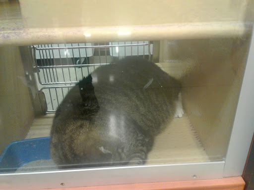 Pet Supply Store «PetSmart», reviews and photos, 2389 Taylor Park Dr, Reynoldsburg, OH 43068, USA