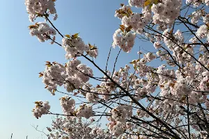 日本国花苑 ふるさと創生の森 image