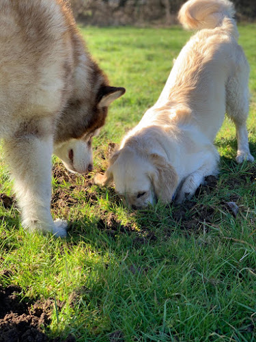 Reviews of Simply Dogs - Dog Walking in Reading - Dog trainer