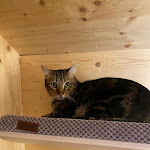 Photo n° 1 de l'avis de Chaïbia.e fait le 04/07/2023 à 19:53 pour Hôtel Georges Cat à Vertou