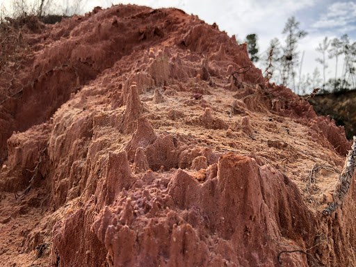 National Forest «Ocala National Forest», reviews and photos, FL-40, Silver Springs, FL 34488, USA