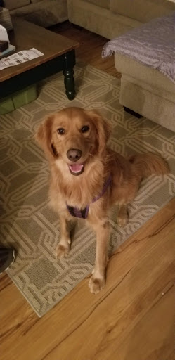 Pet Supply Store «Petco Animal Supplies», reviews and photos, 160 Sayebrook Pkwy, Myrtle Beach, SC 29588, USA