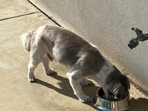 Pet Store «Super Pets», reviews and photos, 9403 E Las Tunas Dr, Temple City, CA 91780, USA