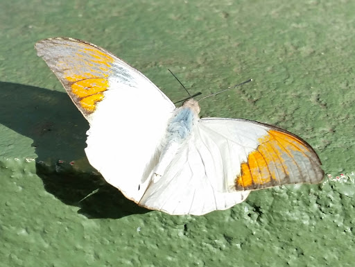 Tourist Attraction «Butterfly Wonderland», reviews and photos, 9500 East Vía de Ventura, Scottsdale, AZ 85256, USA