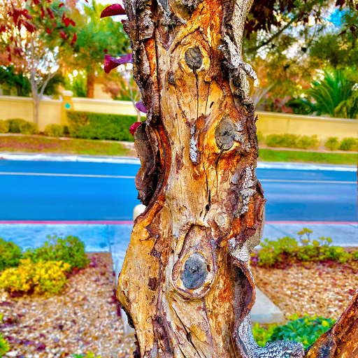 Scottsdale Tree Trimmers™ Tree Trimming Service, Tree Removal & Tree Feeding
