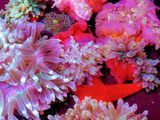 Aquarium «Neptunes Aquariums», reviews and photos, 5329 W 20th Ave, Hialeah, FL 33012, USA