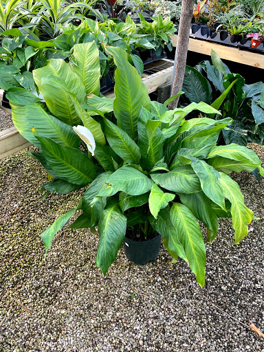 Florist «Guaranteed Plants & Florist», reviews and photos, 504 Locust Point Rd, Rumson, NJ 07760, USA