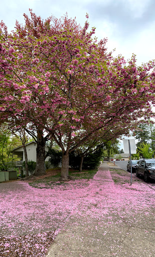 Park «Commonwealth Lake Park», reviews and photos, SW Butner Rd & SW Huntington Ave, Cedar Hills, OR 97225, USA