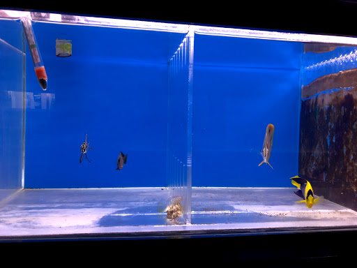 Aquarium Shop «Oranda aquarium», reviews and photos, 302 N La Brea Ave, Los Angeles, CA 90036, USA