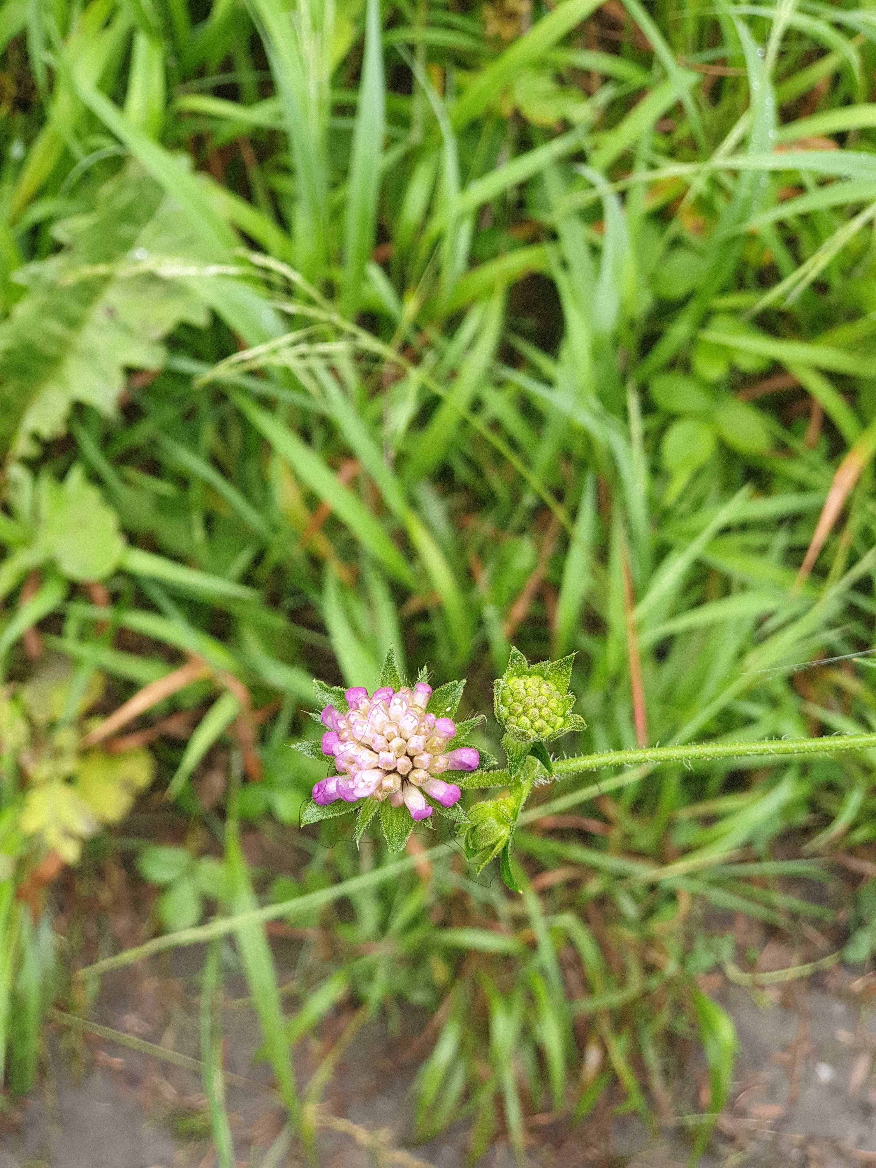 Photo n° 2 de l'avis de Gilles.H fait le 22/07/2020 à 15:28